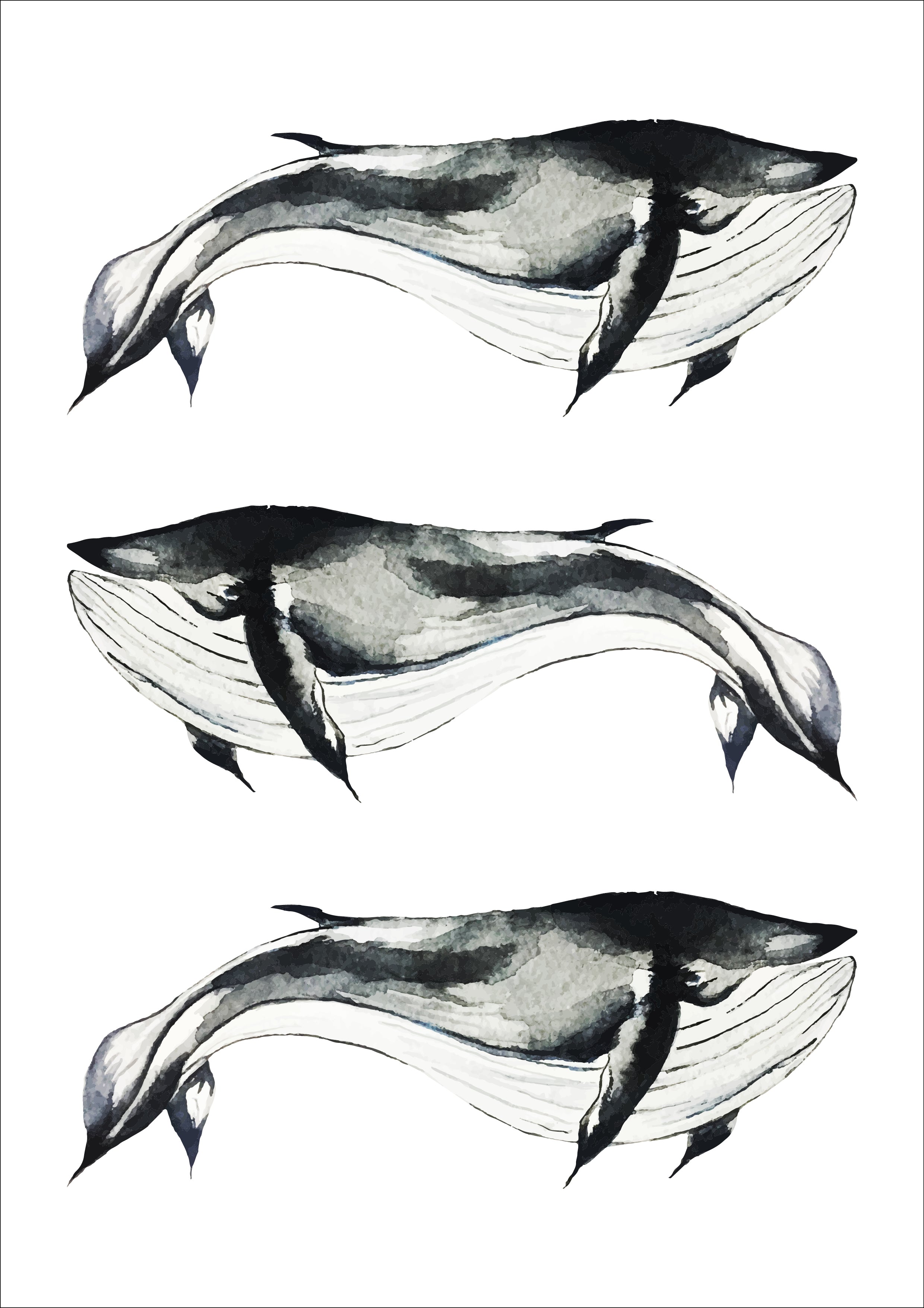Whales Print