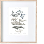 Ocean Life Print