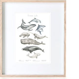 Ocean Life Print