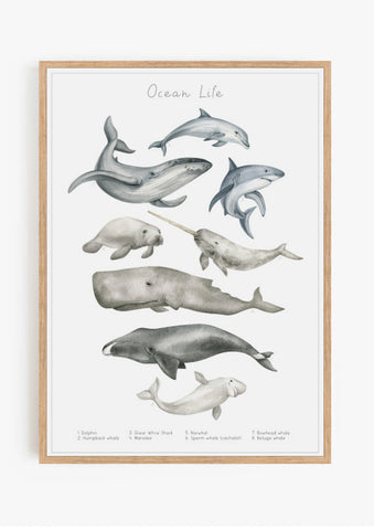 Ocean Life Print